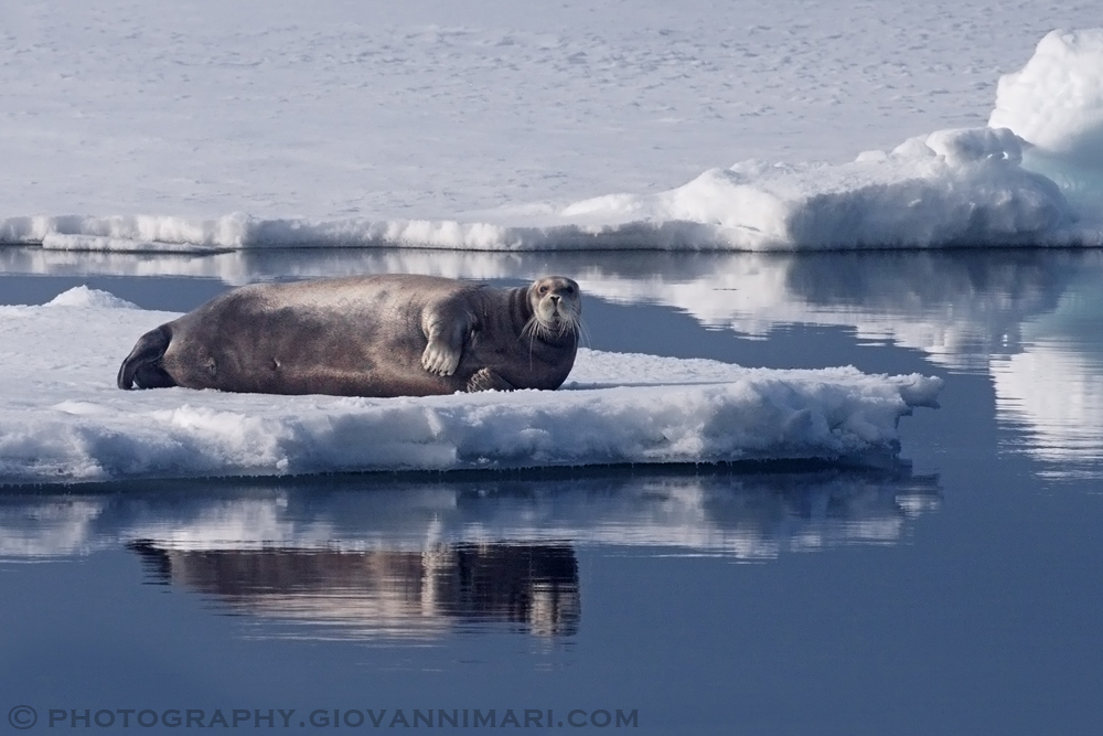 Bearded Seal