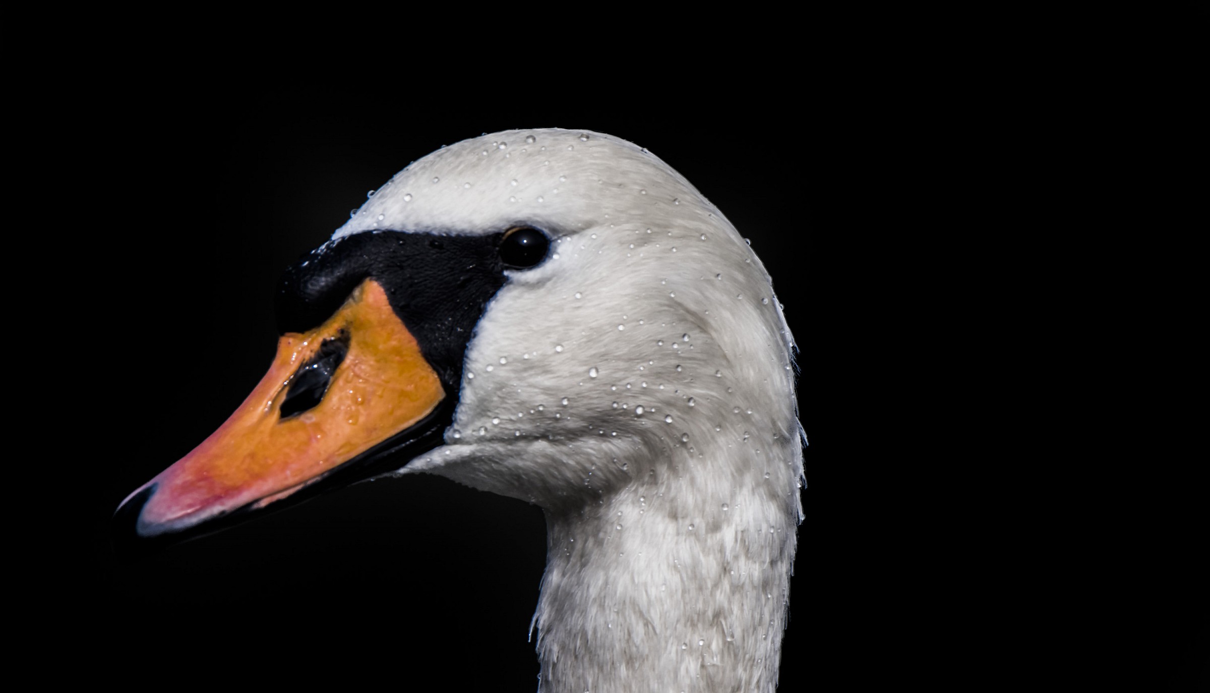 ritratto di un cigno