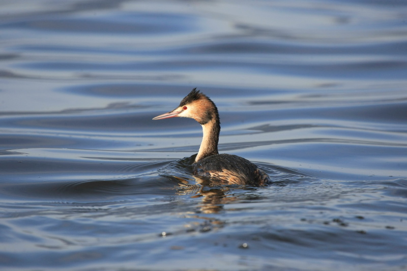 Great Crested Grebe