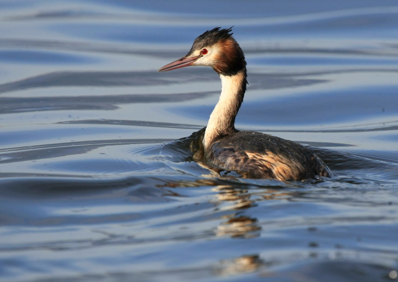 Great Crested Grebe