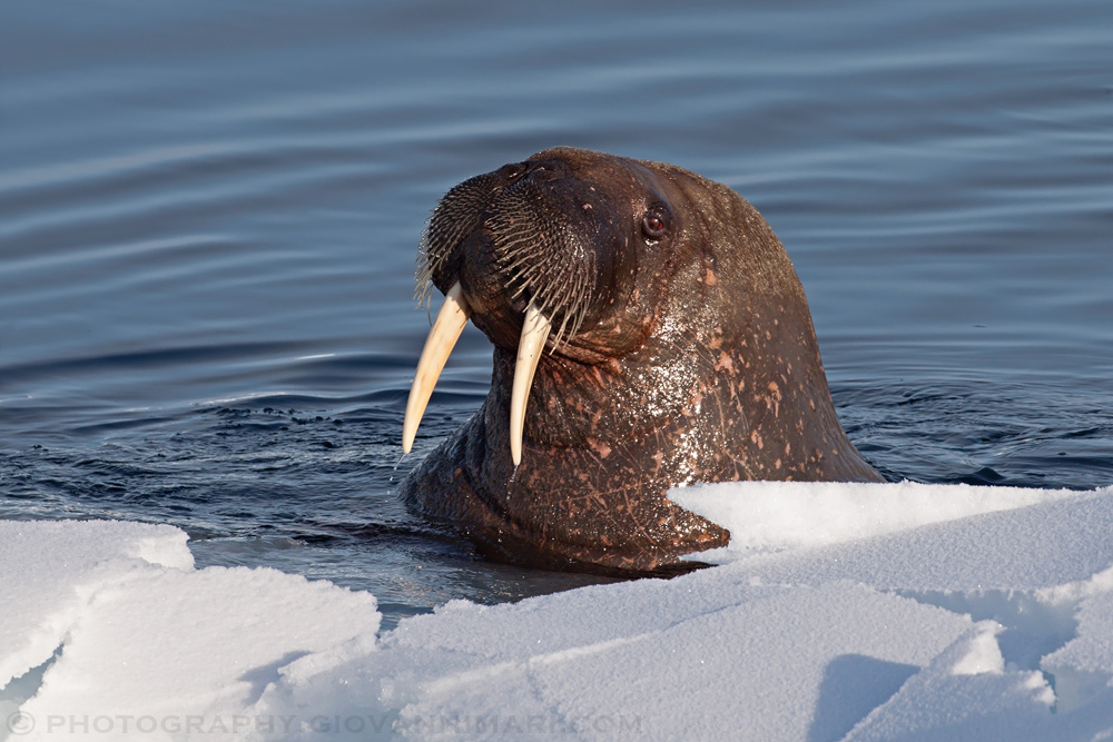 Walrus 2