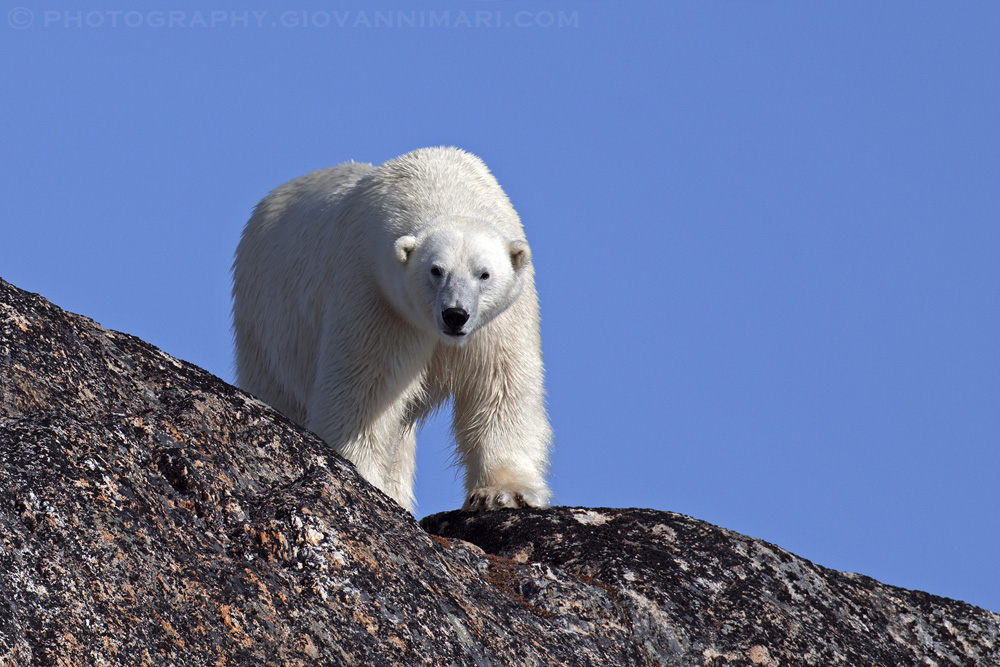Polar Bear 4