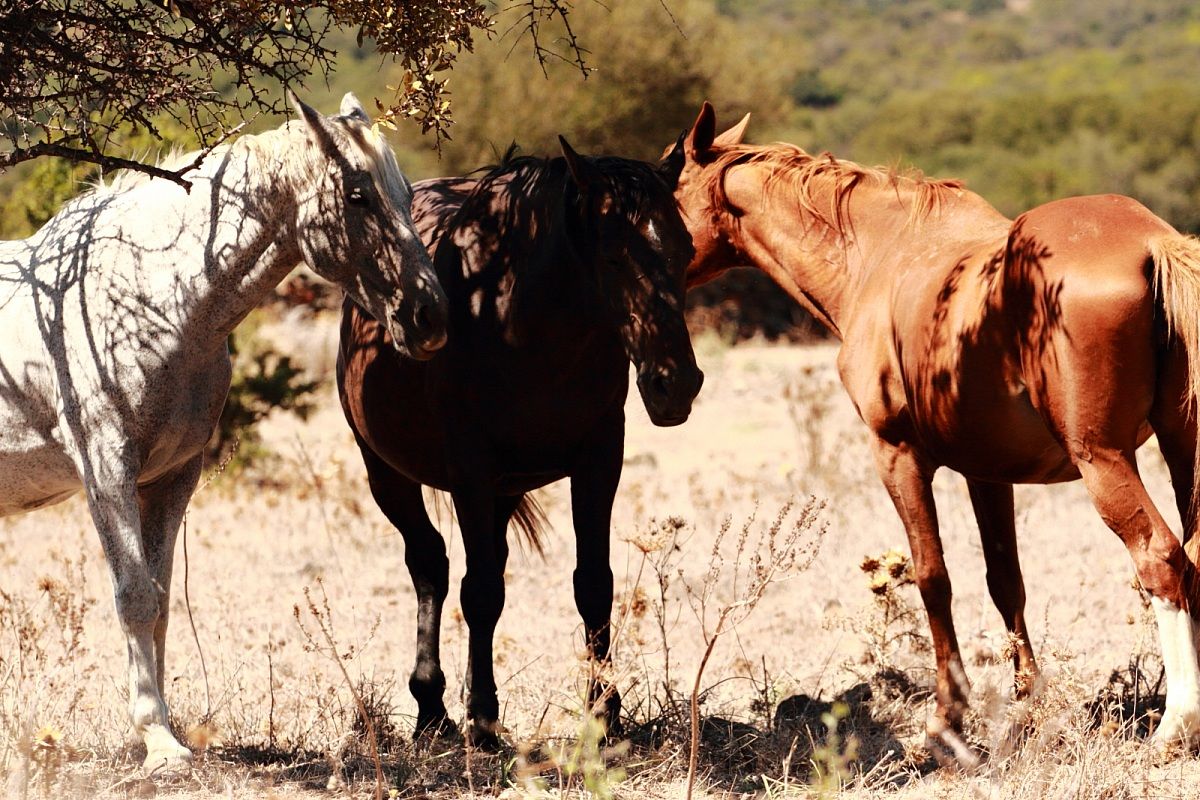A place in the shade