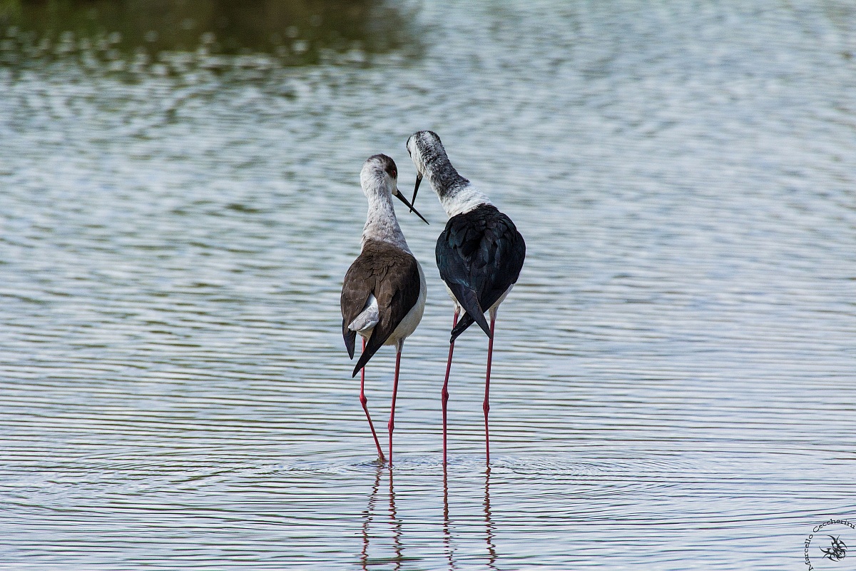 Cavaliere d'Italia (coppia)