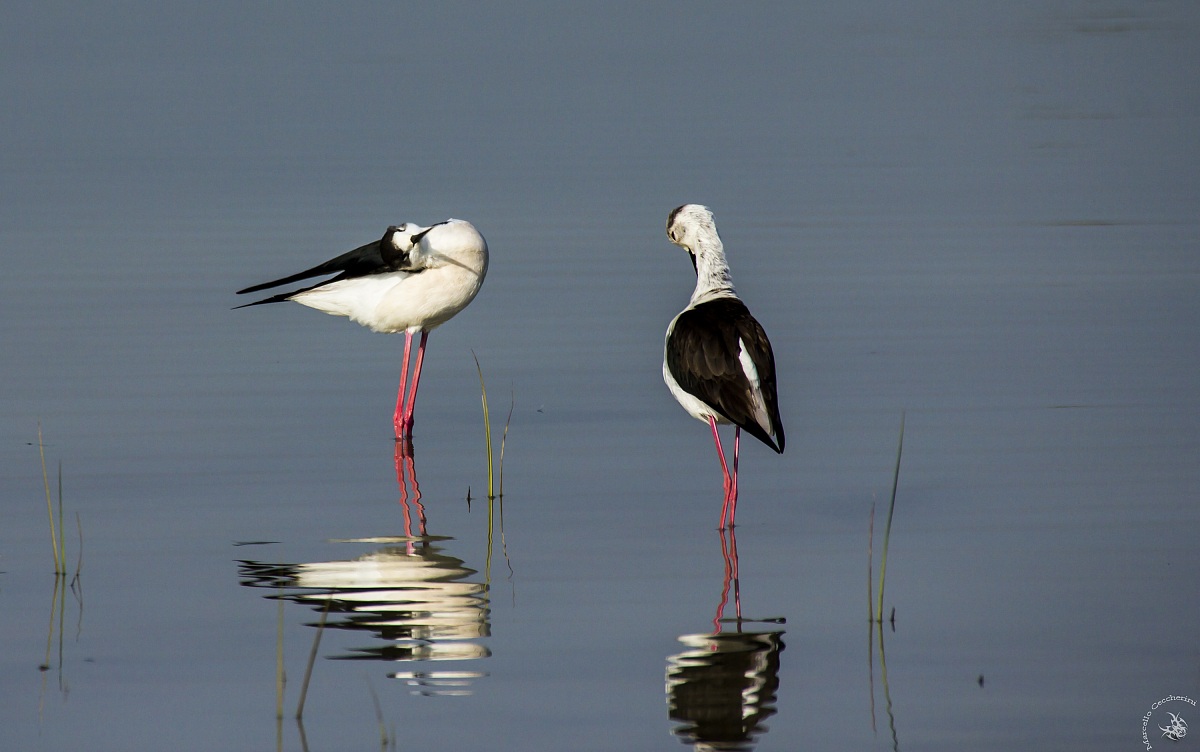 Cavaliere d'Italia (coppia)