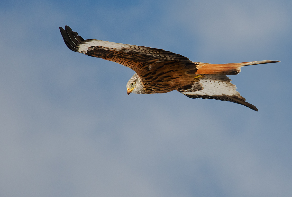 His Majesty horizontal (Kite)