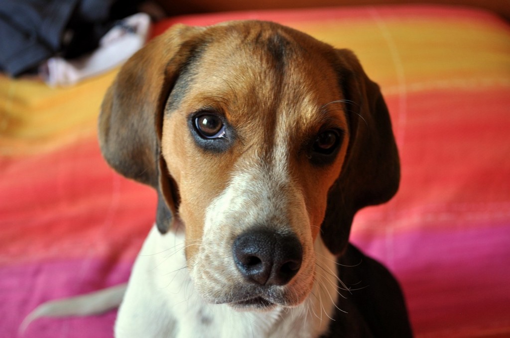 Artù...il cucciolo di famiglia