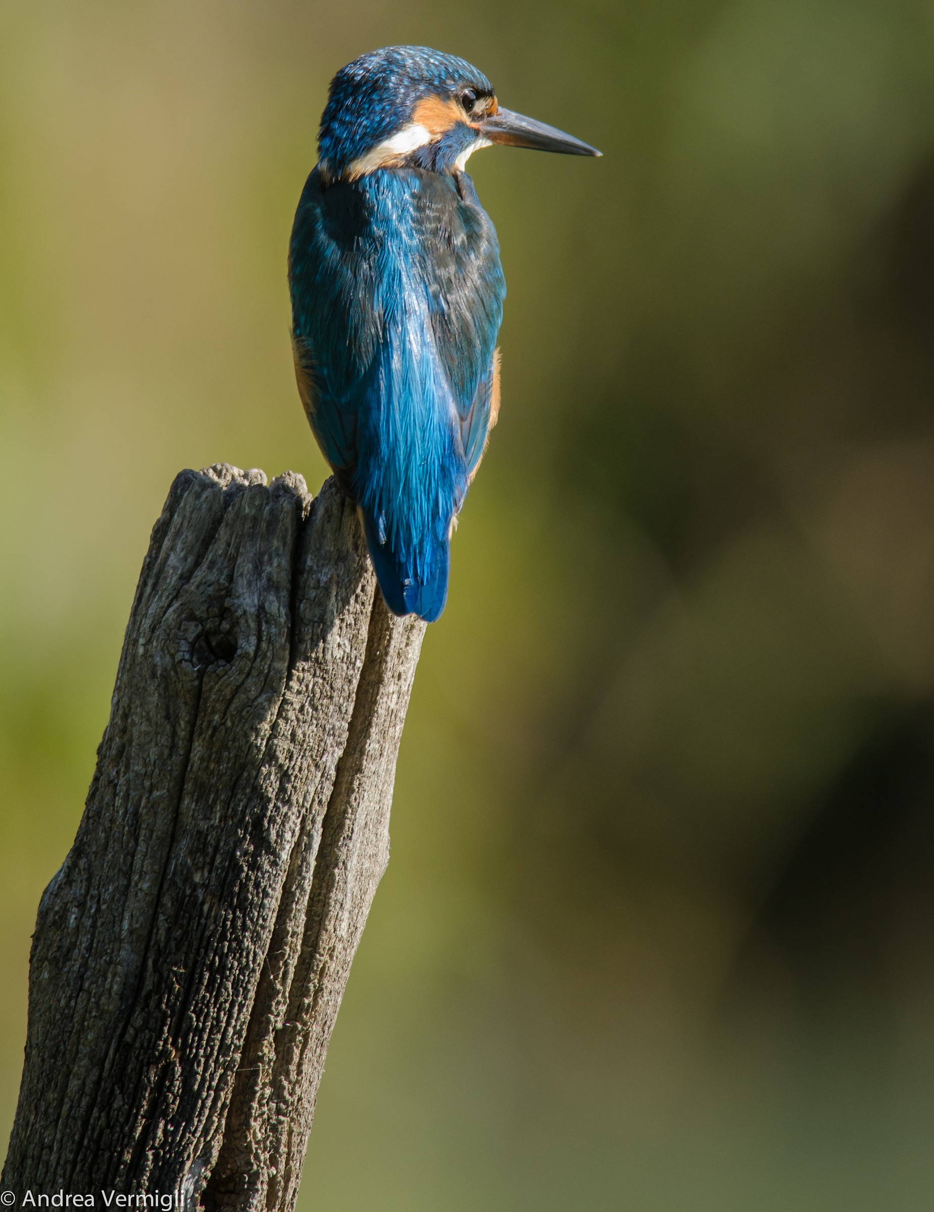 Kingfisher
