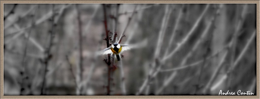 il volo della cinciallegra