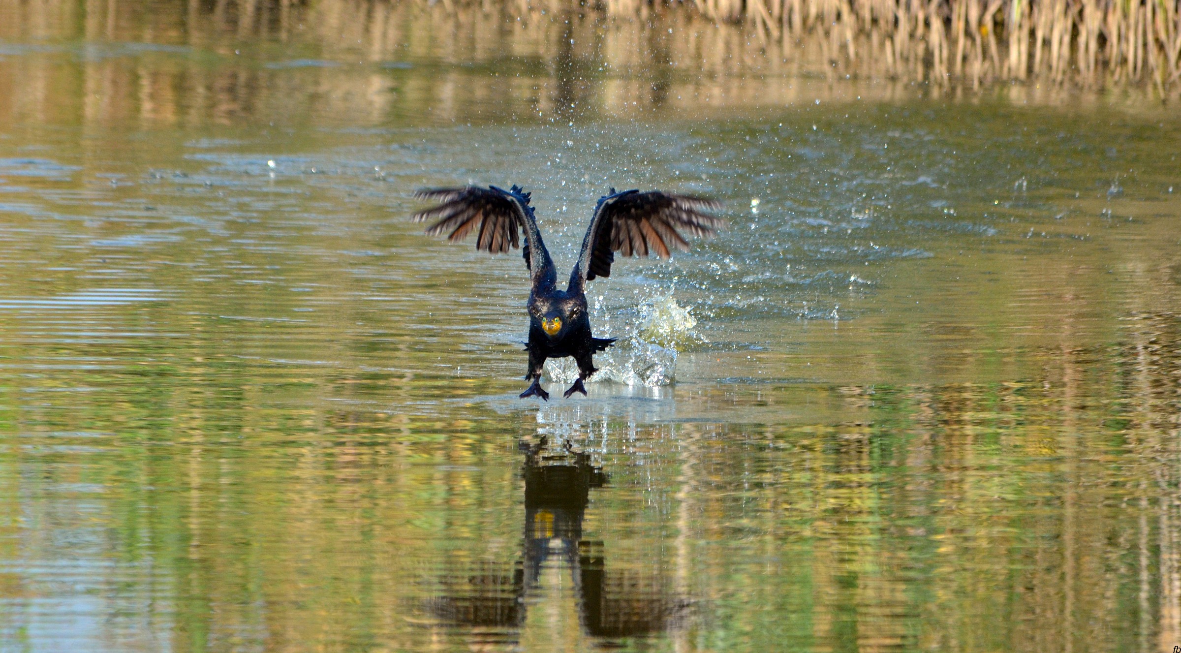 motore..motore...o non ce la farò maiiiii