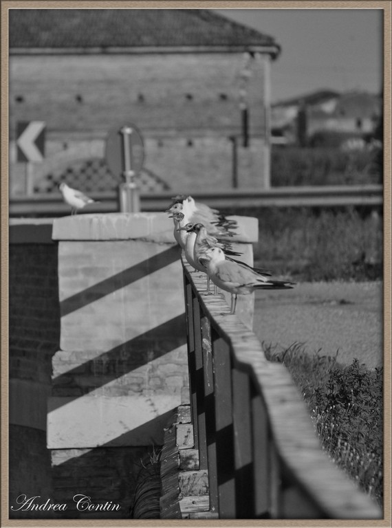 il riposo degli ''avvoltoi''