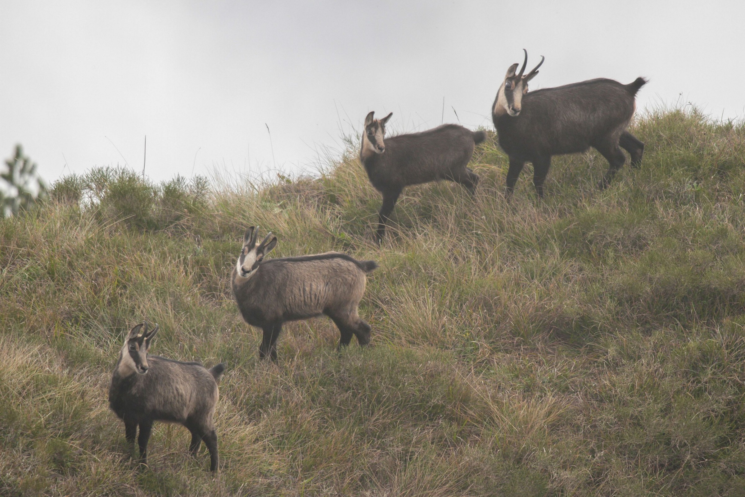 chamois in the fog