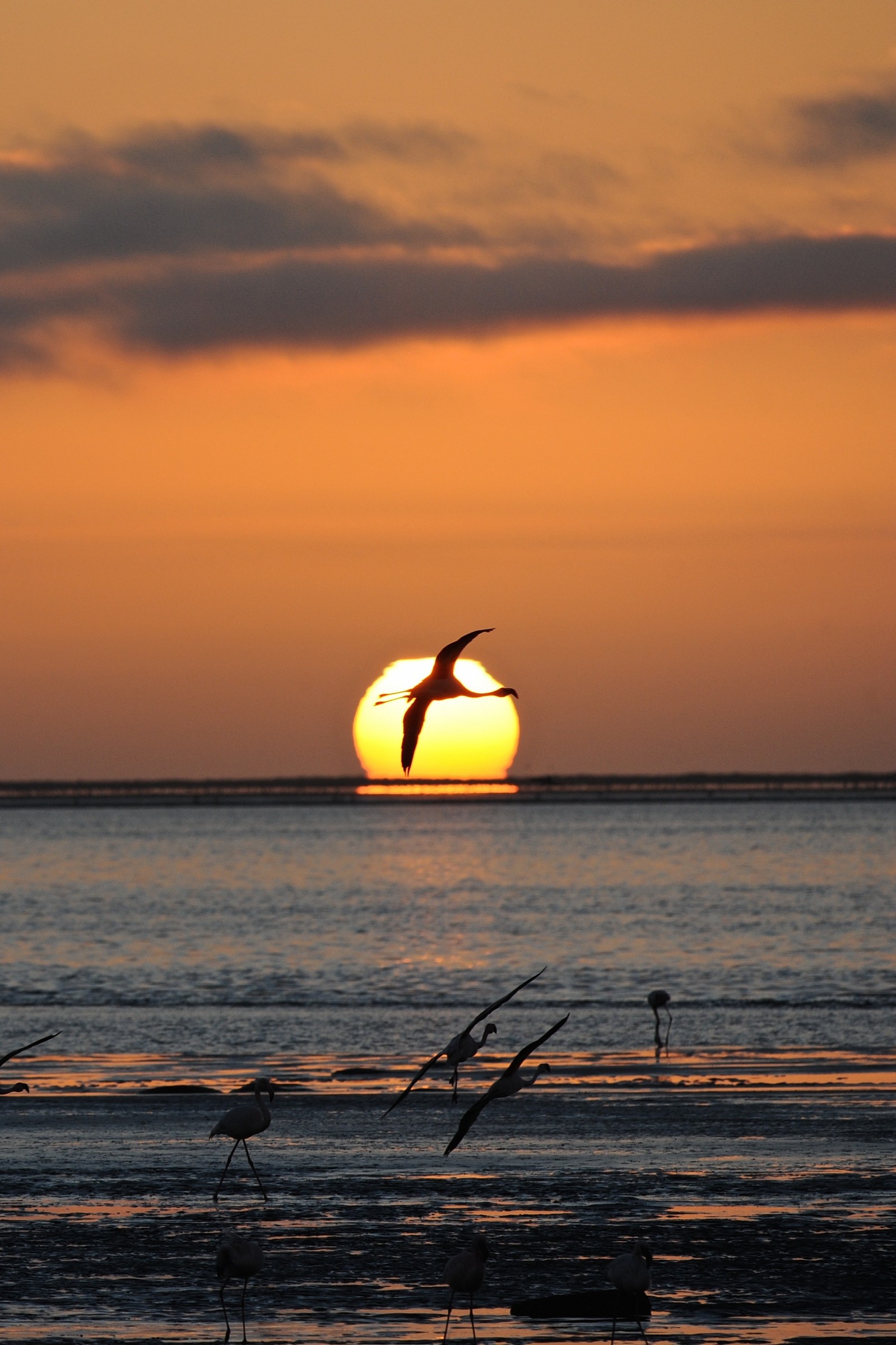 Fenicotteri, Walvis Bay, Namibia