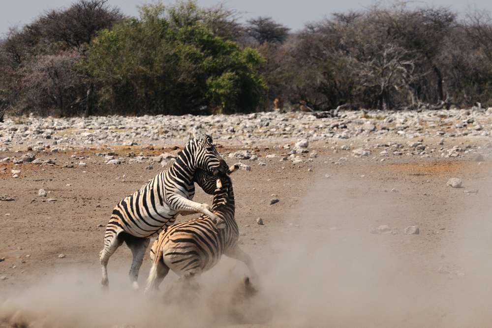 Etosha