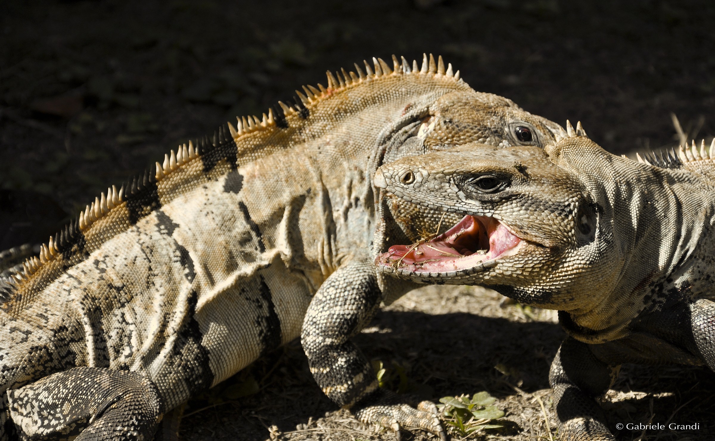 Fighting between iguana