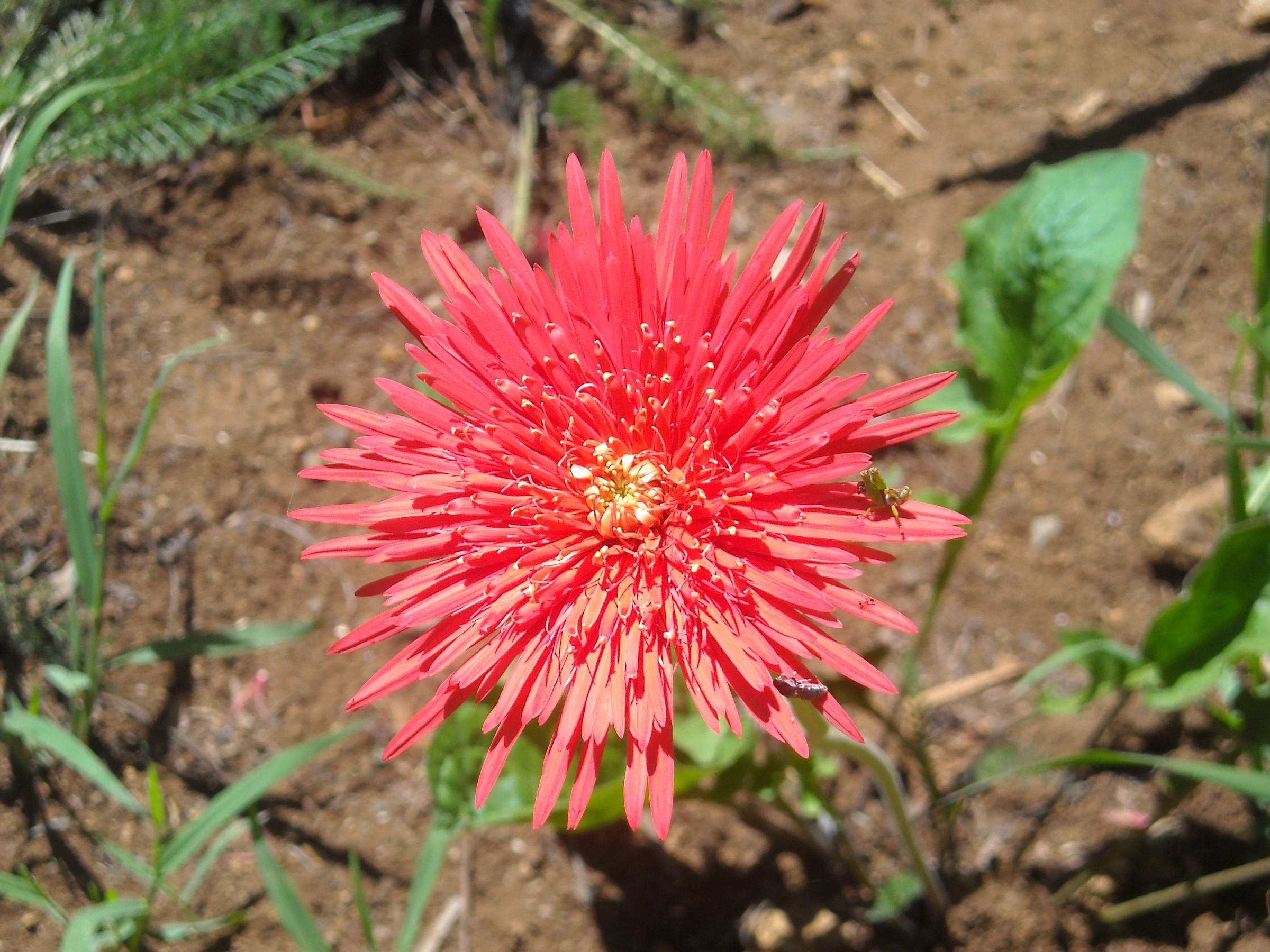 bougainvillea African