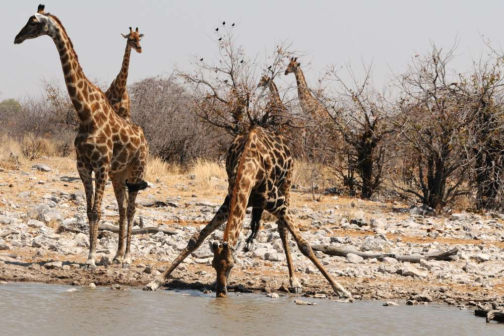 Etosha