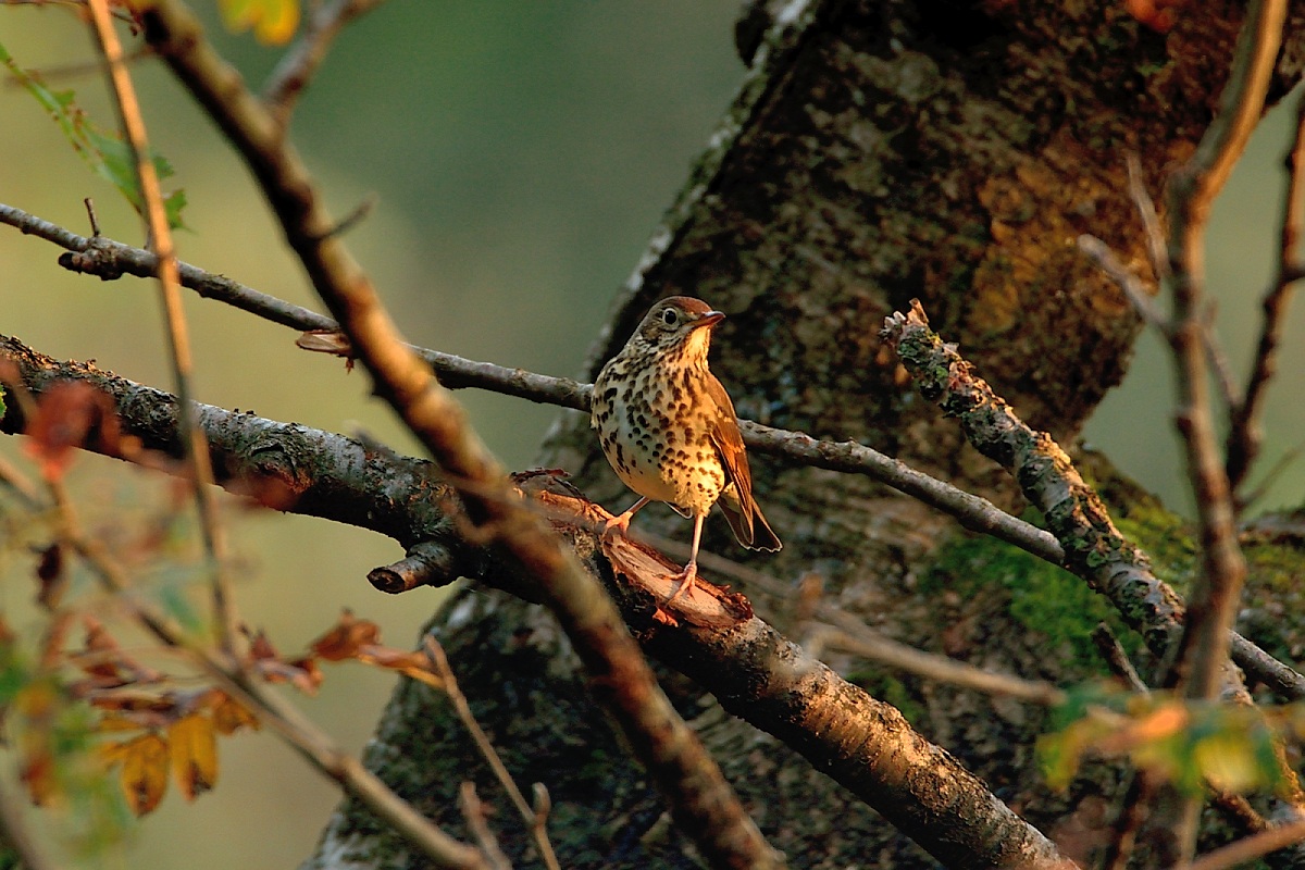 alla luce del tramonto