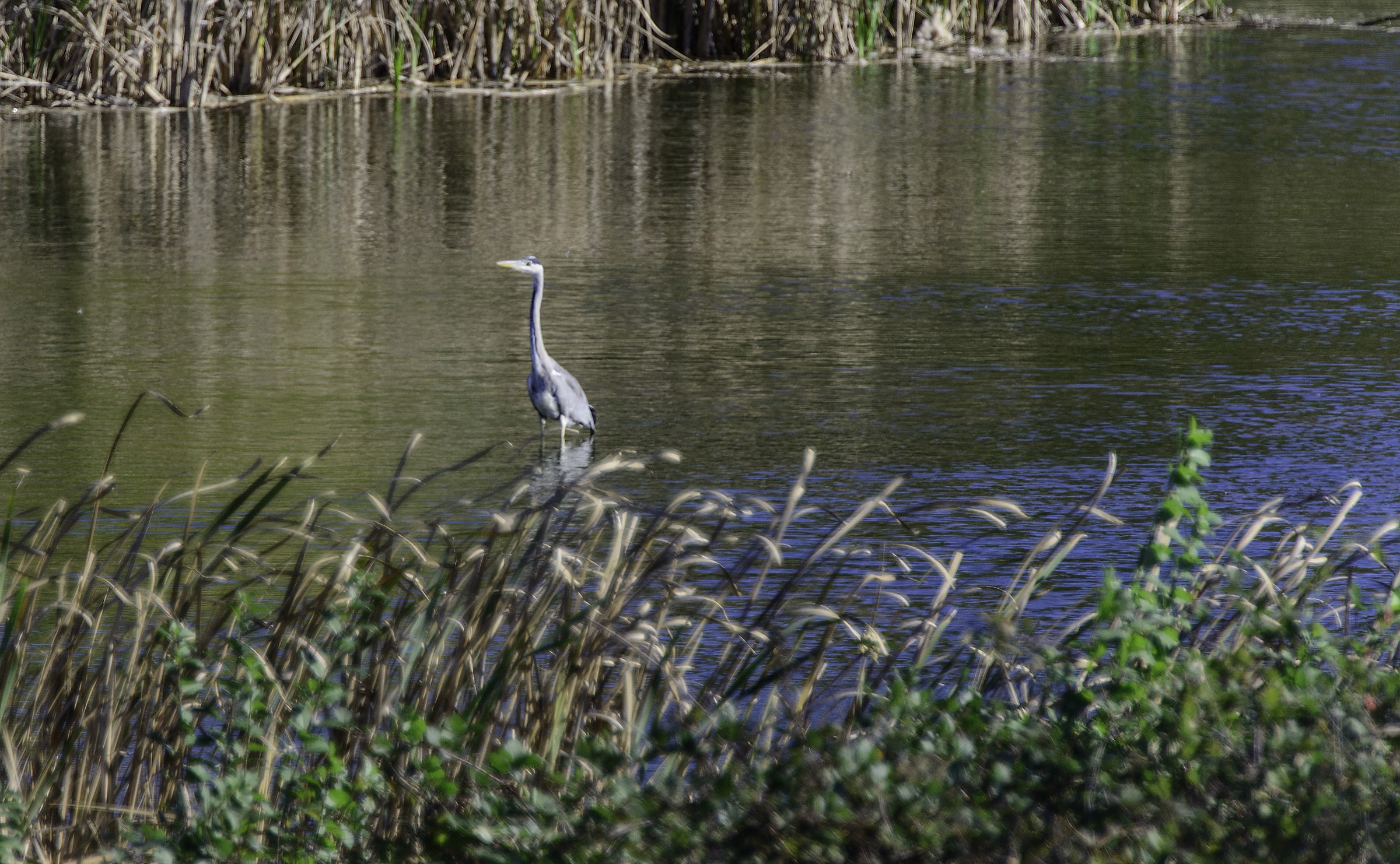Heron