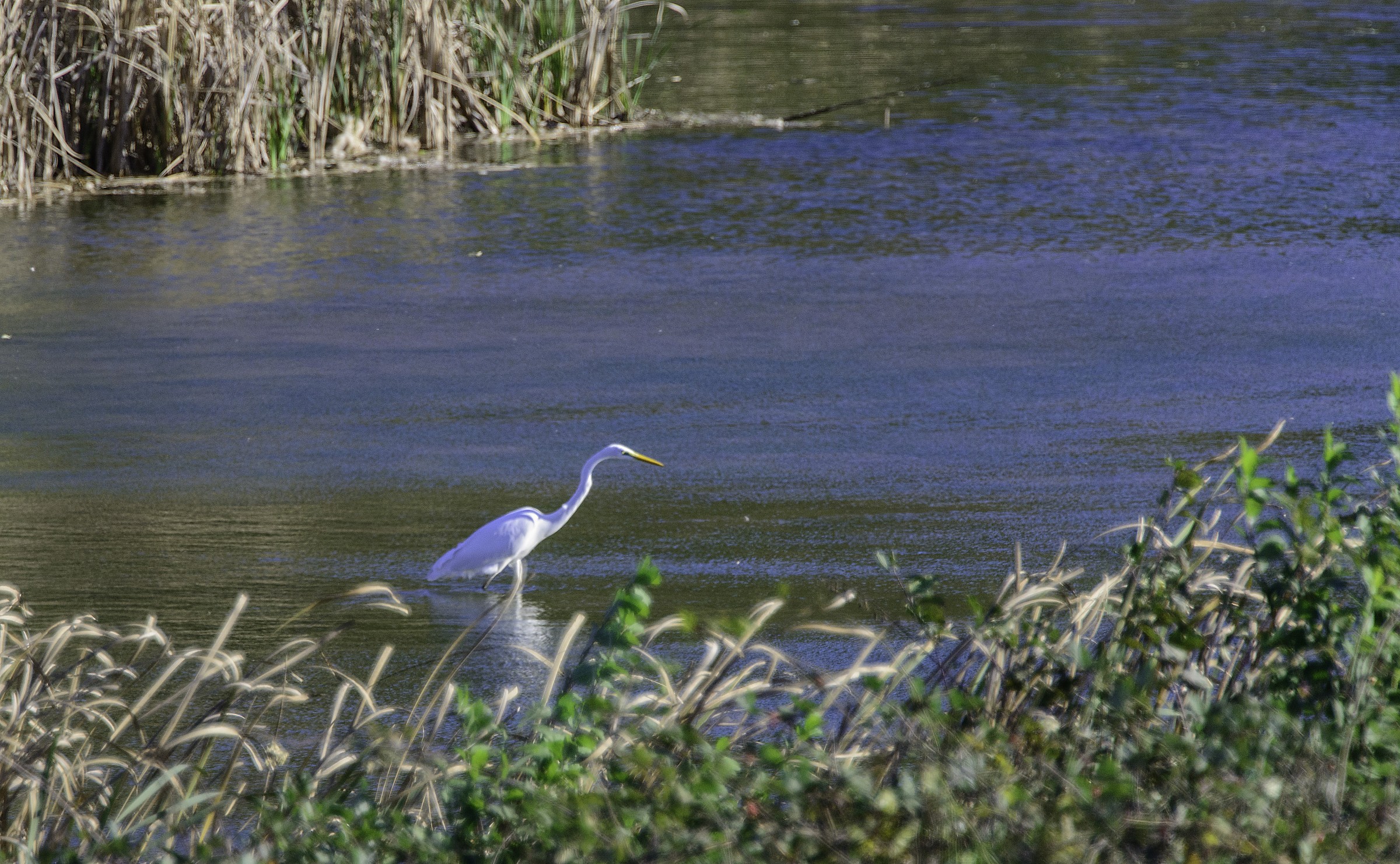 Heron