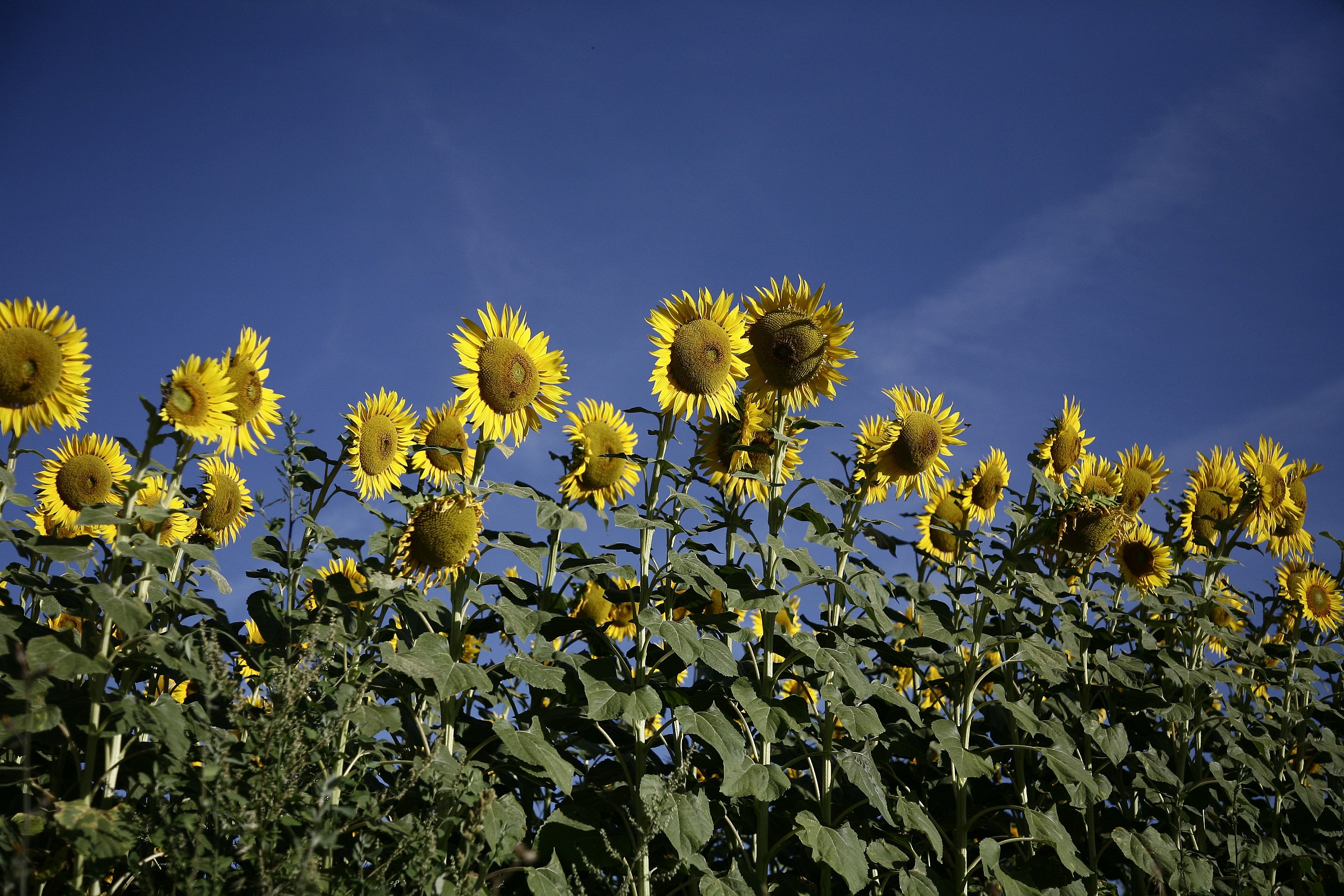 Sunflowers in Val d'Orcia