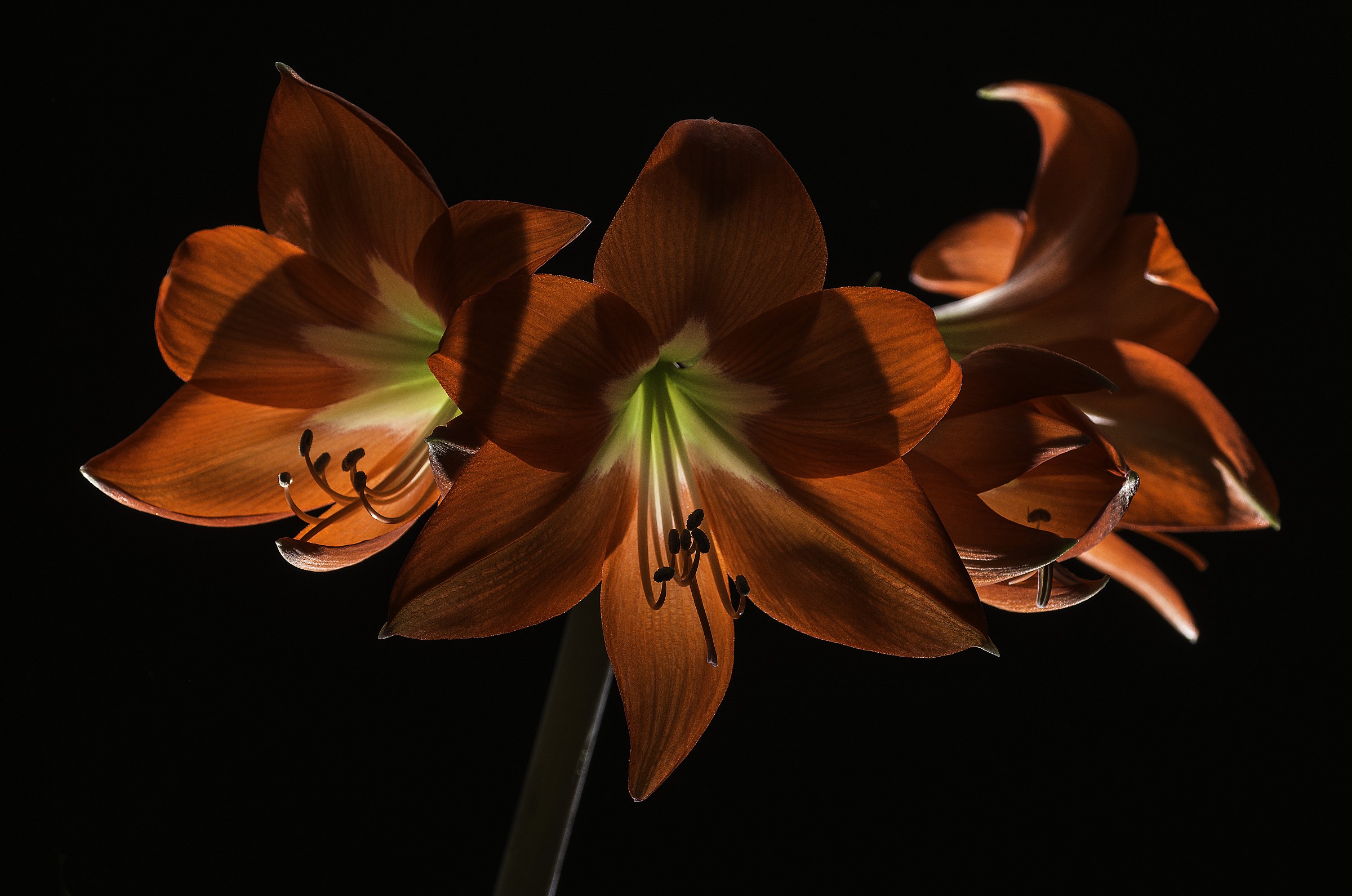 Backlit Amaryllis
