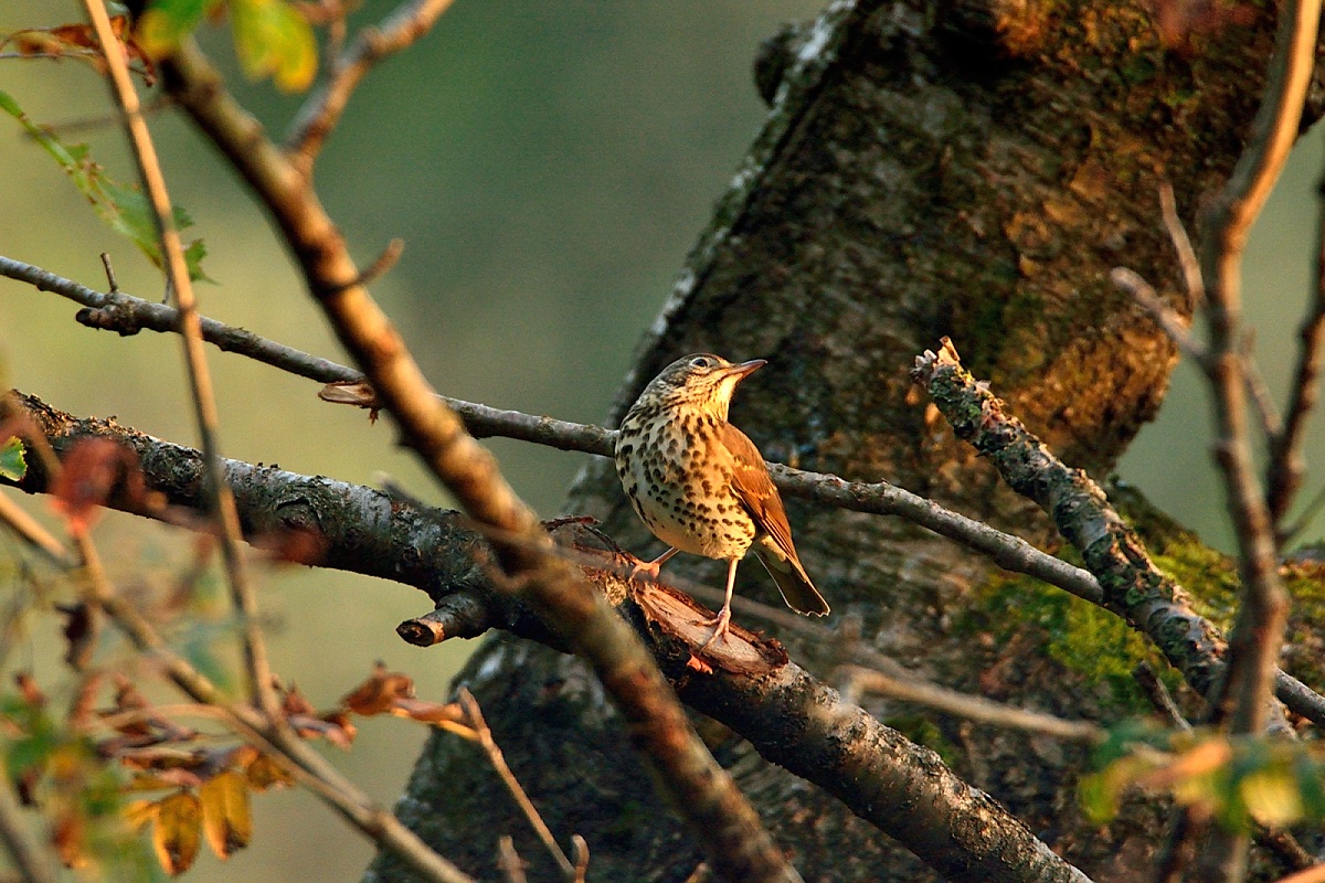 al tepore del tramonto