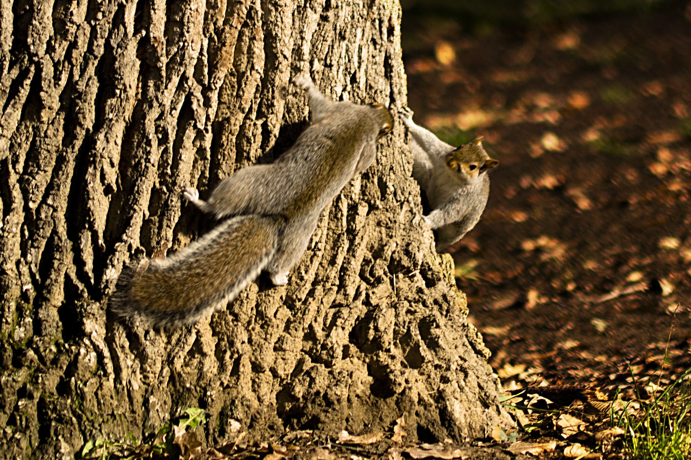 Squirrels