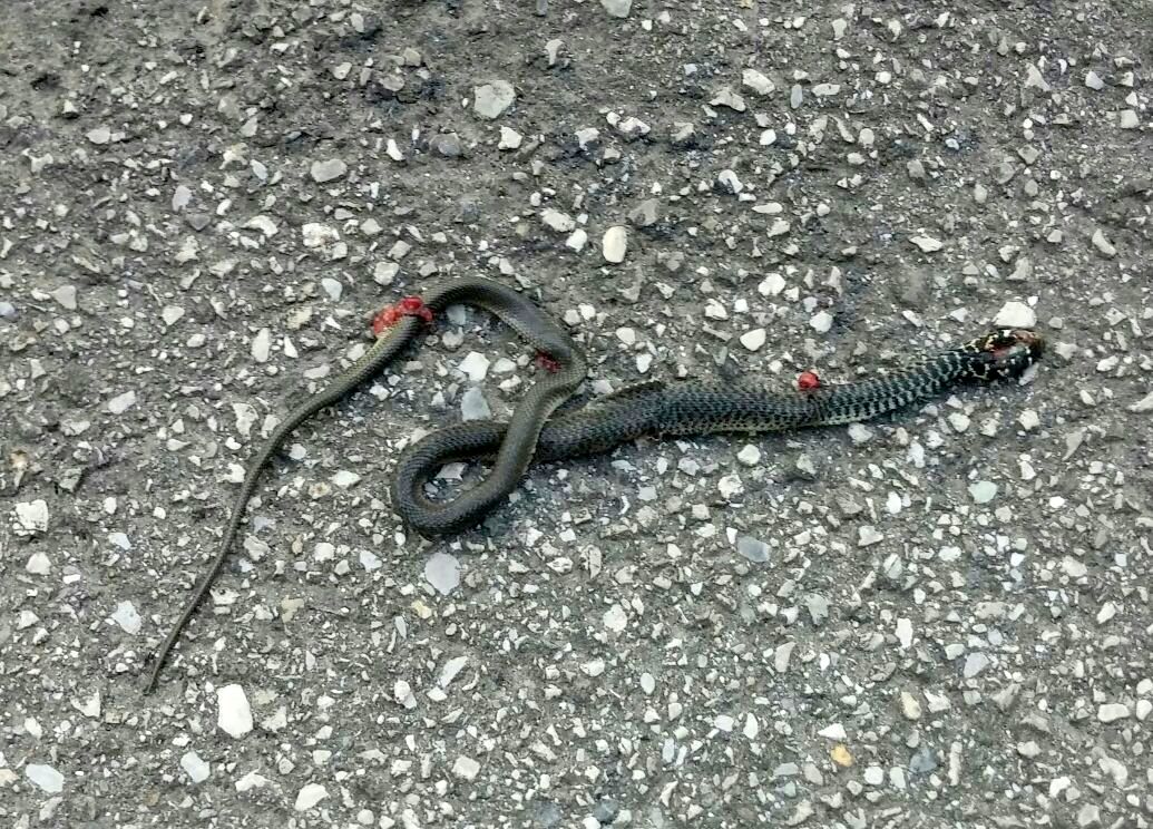 La cattiveria e l'ignoranza