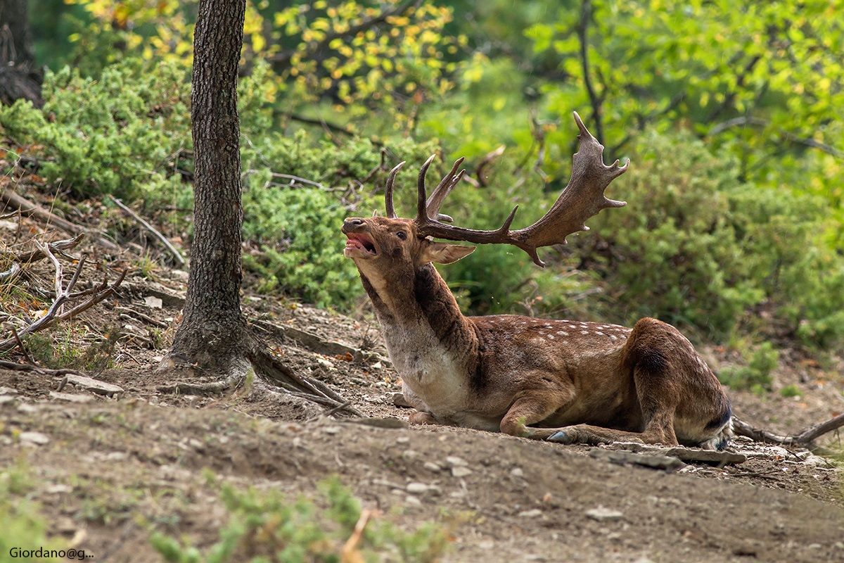 Il gigante ...a riposo