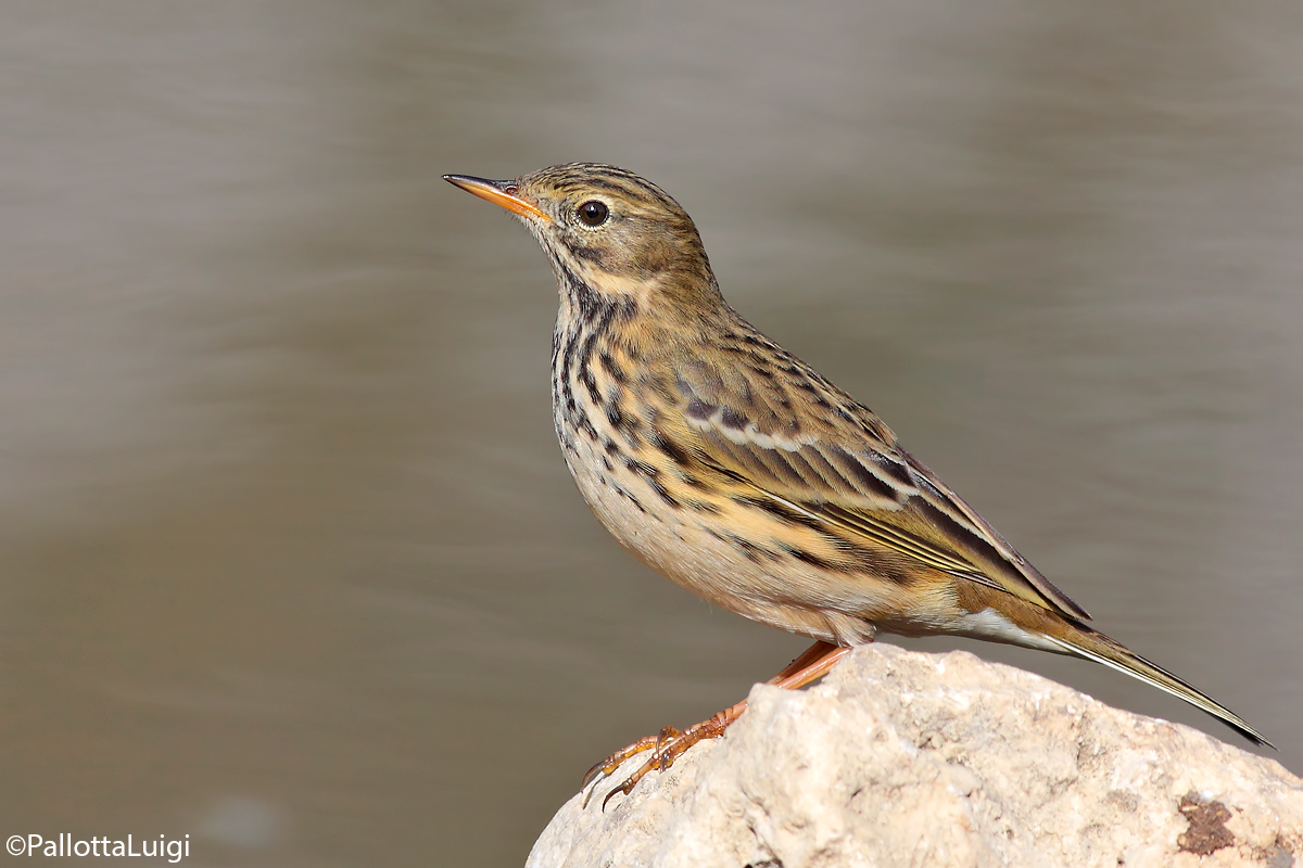 Pispola (Anthus pratensis)