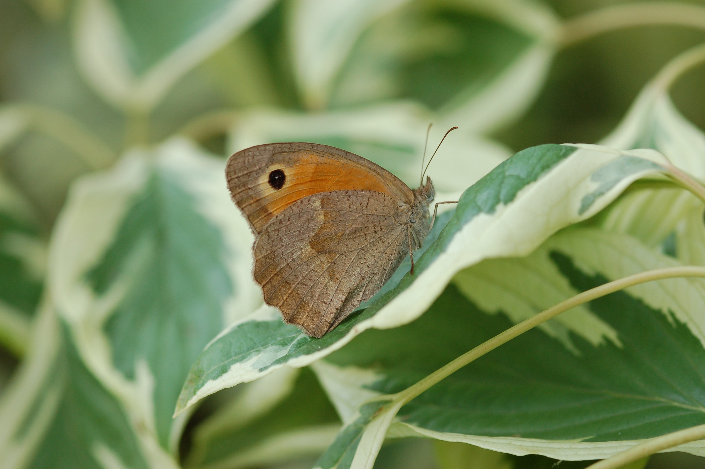 On the controversial Cornus