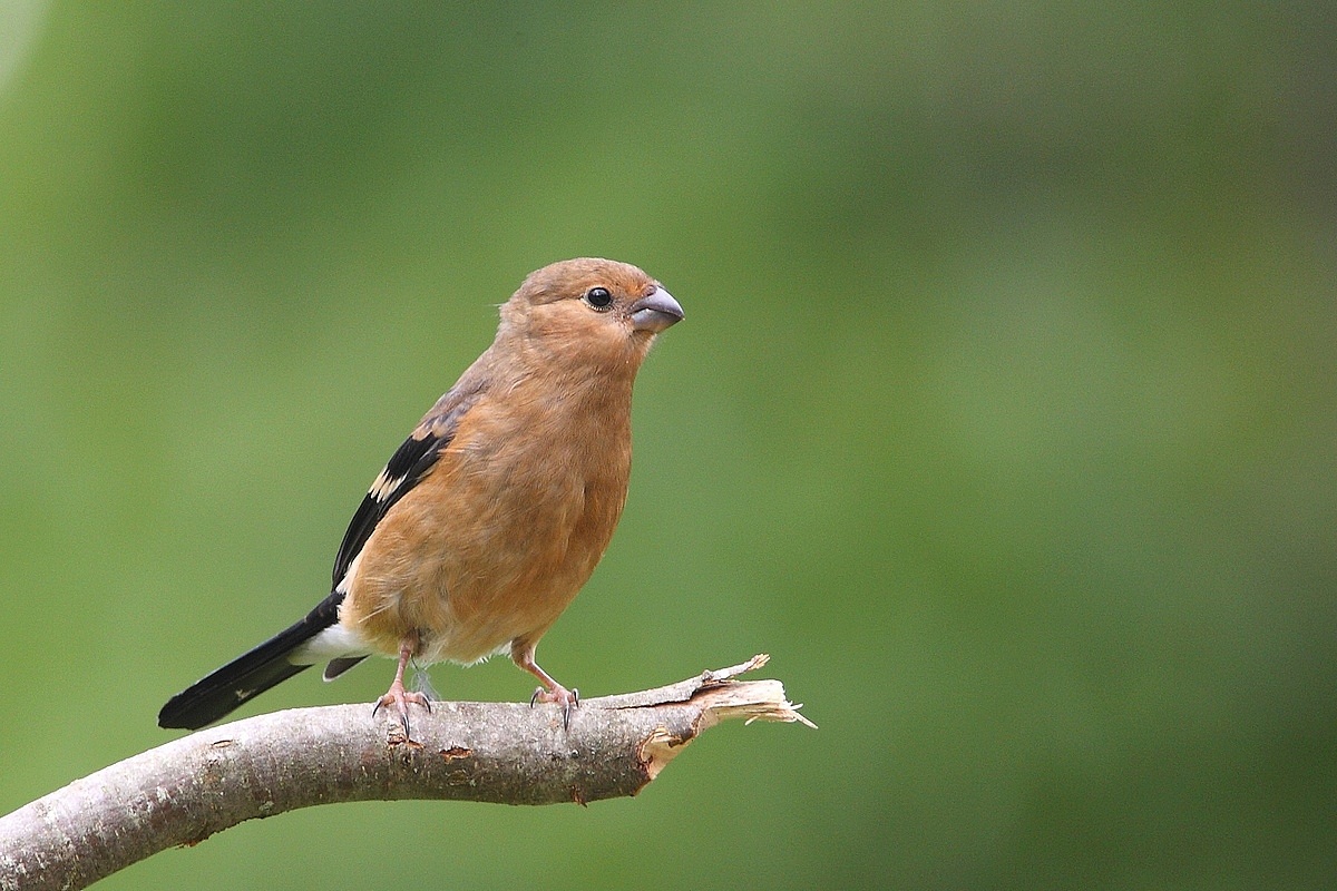Bullfinch young