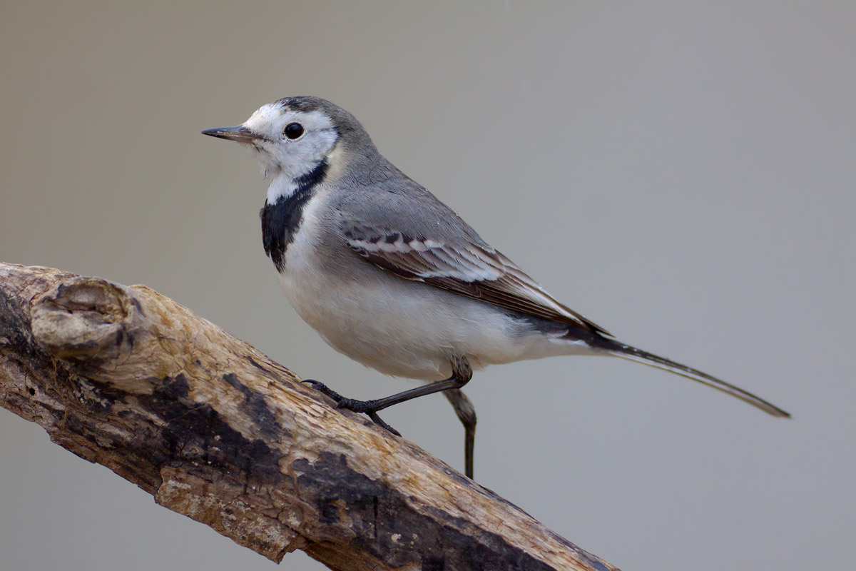 White Wagtail