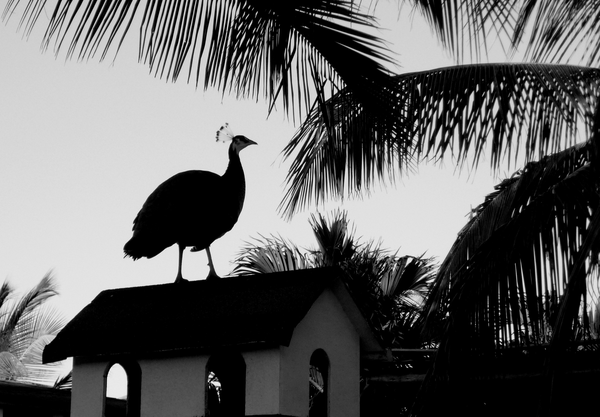The peacock on the roof that does not burn