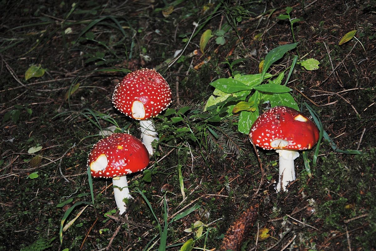 toxic mushrooms but beautiful