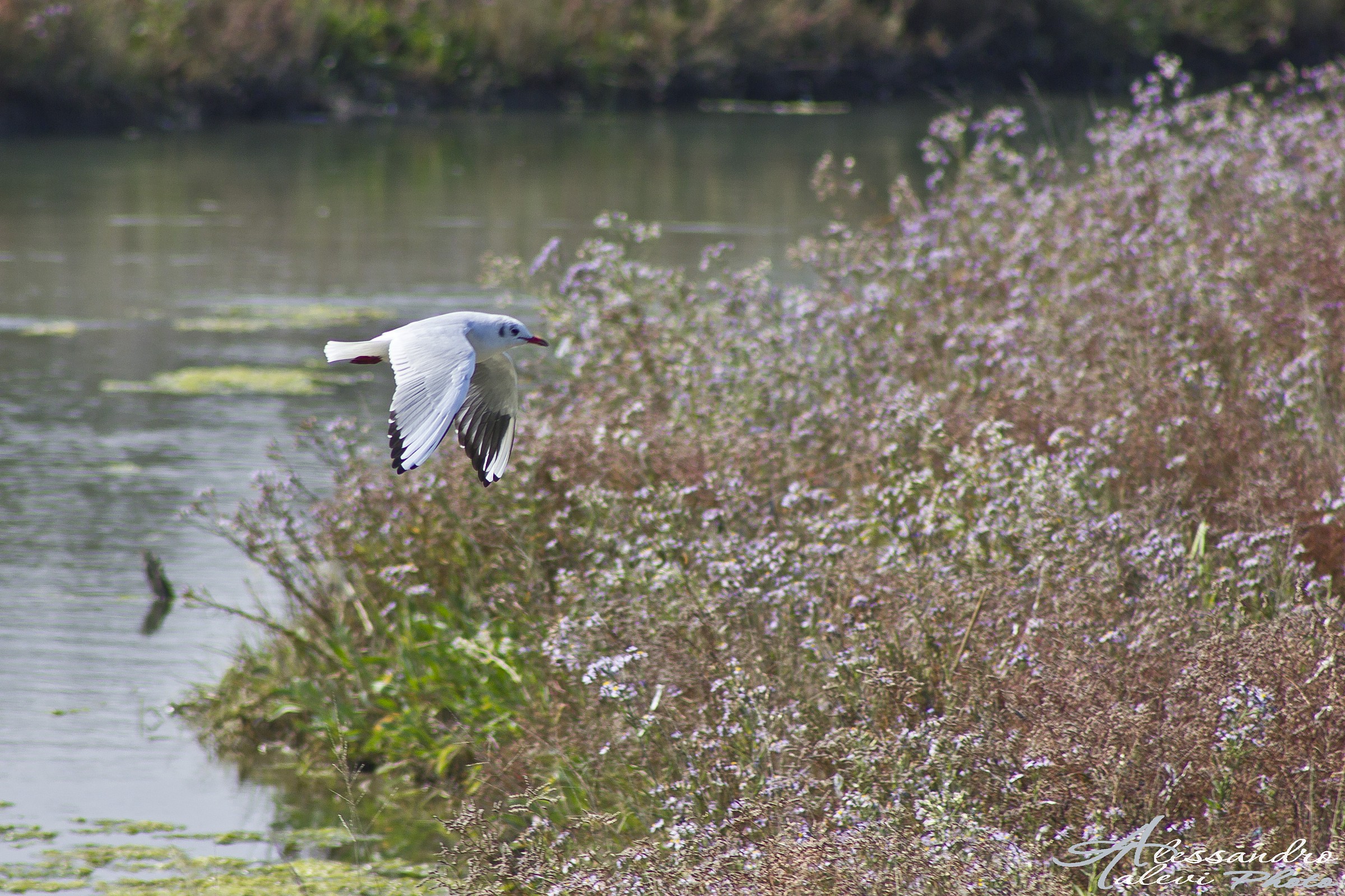 In volo verso il mare