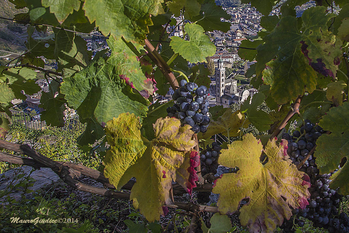 A harvest is near Tirano