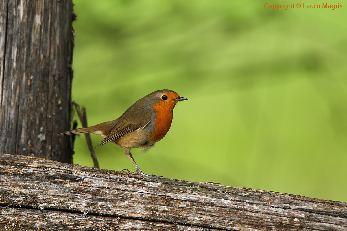 Pettirosso di profilo