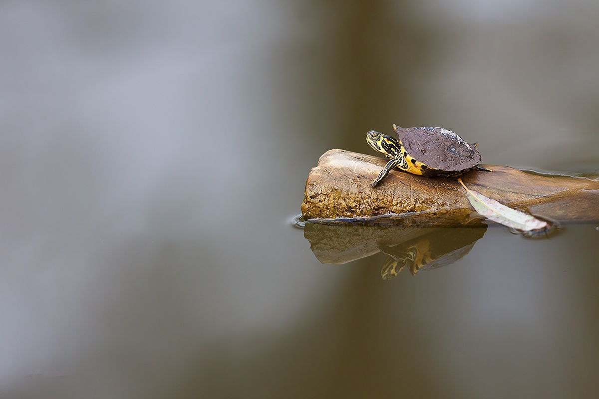 I have the armor all muddy!