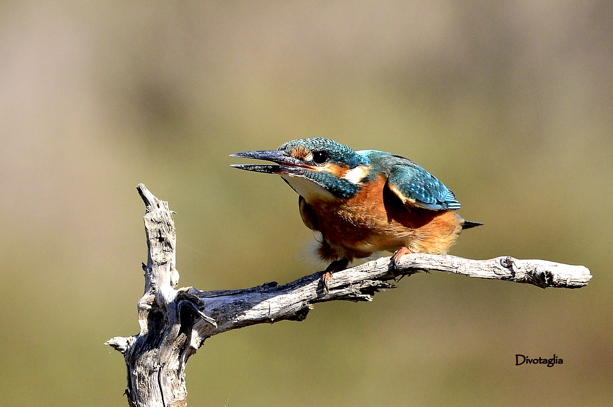 Martina on the starting blocks