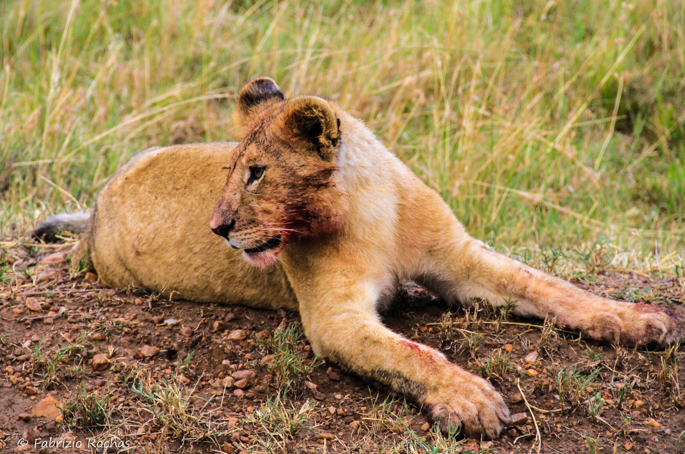 Young Lion ..... satiated