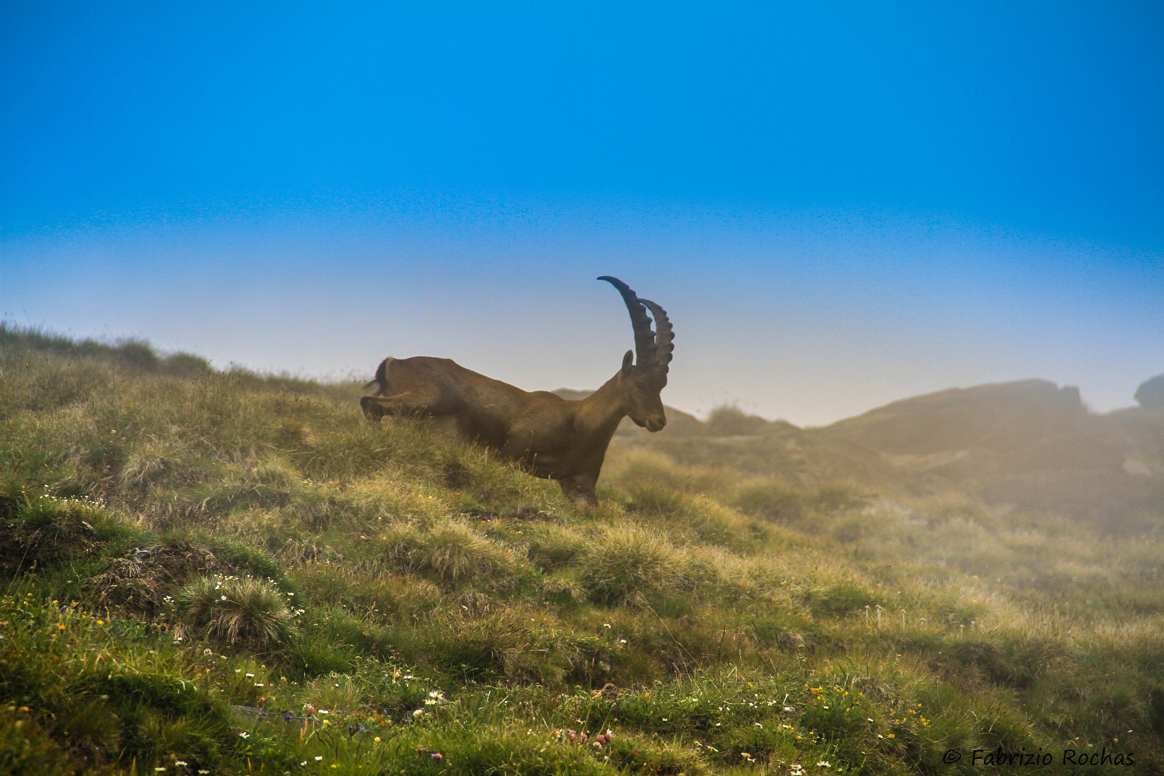 Ibex on Rocciamelone