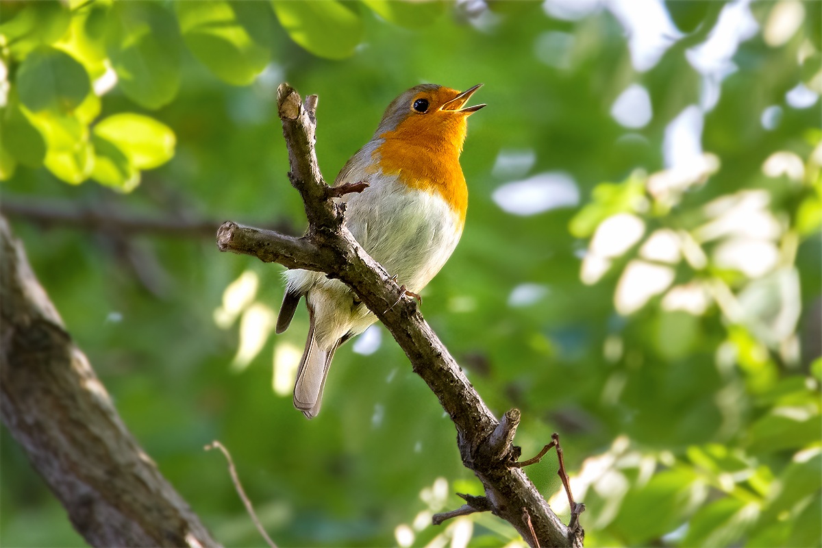 Robin singing