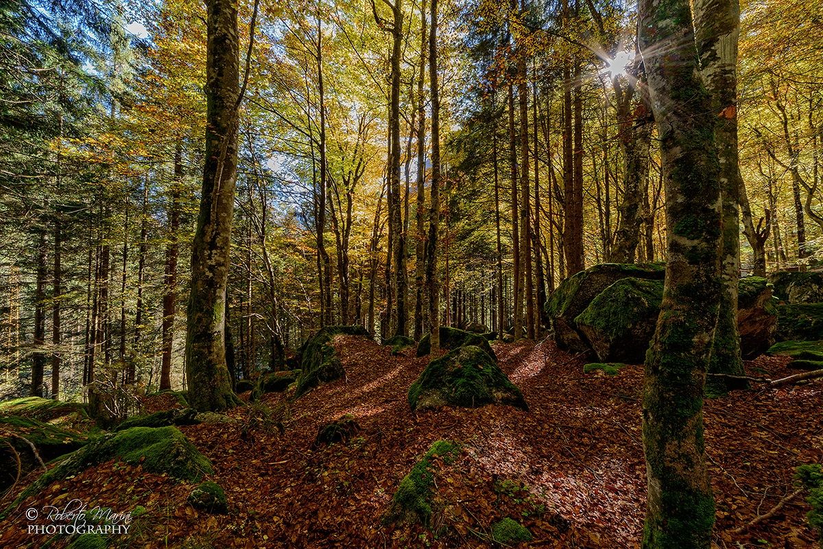 In the forest of 100 acres (Disney)