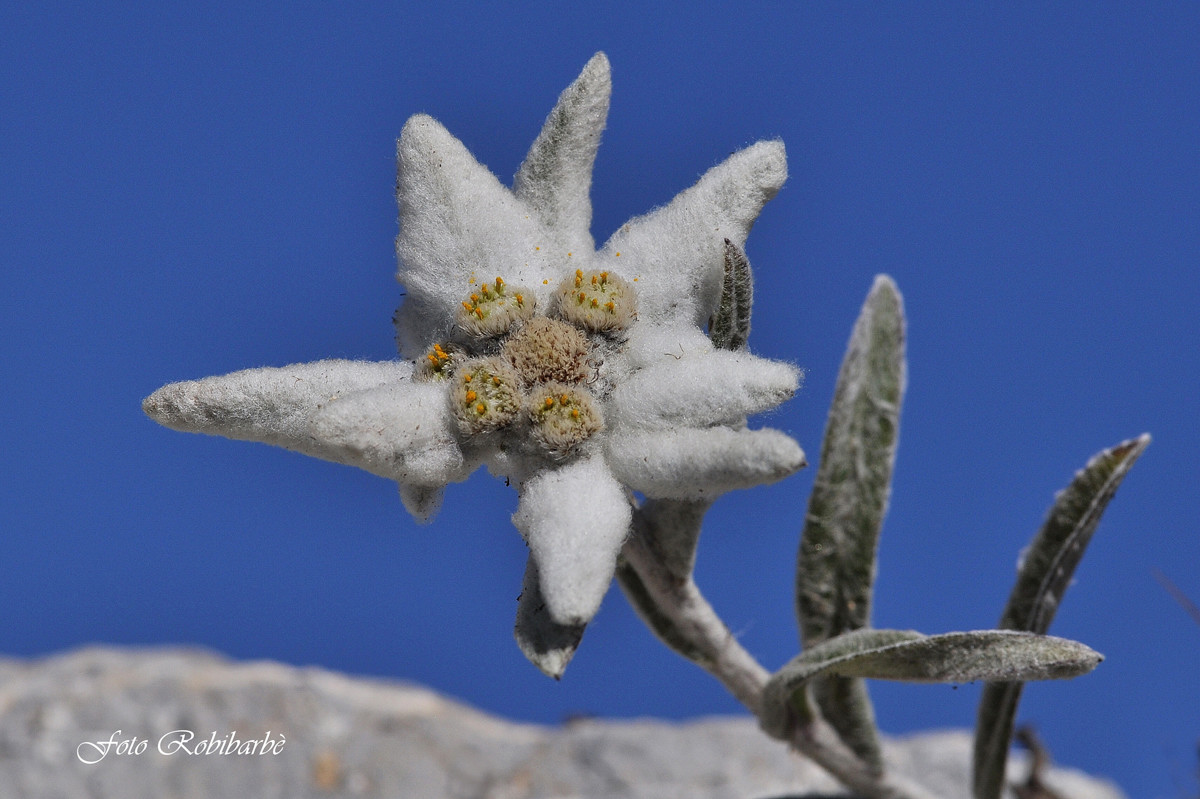 La stella delle Alpi...