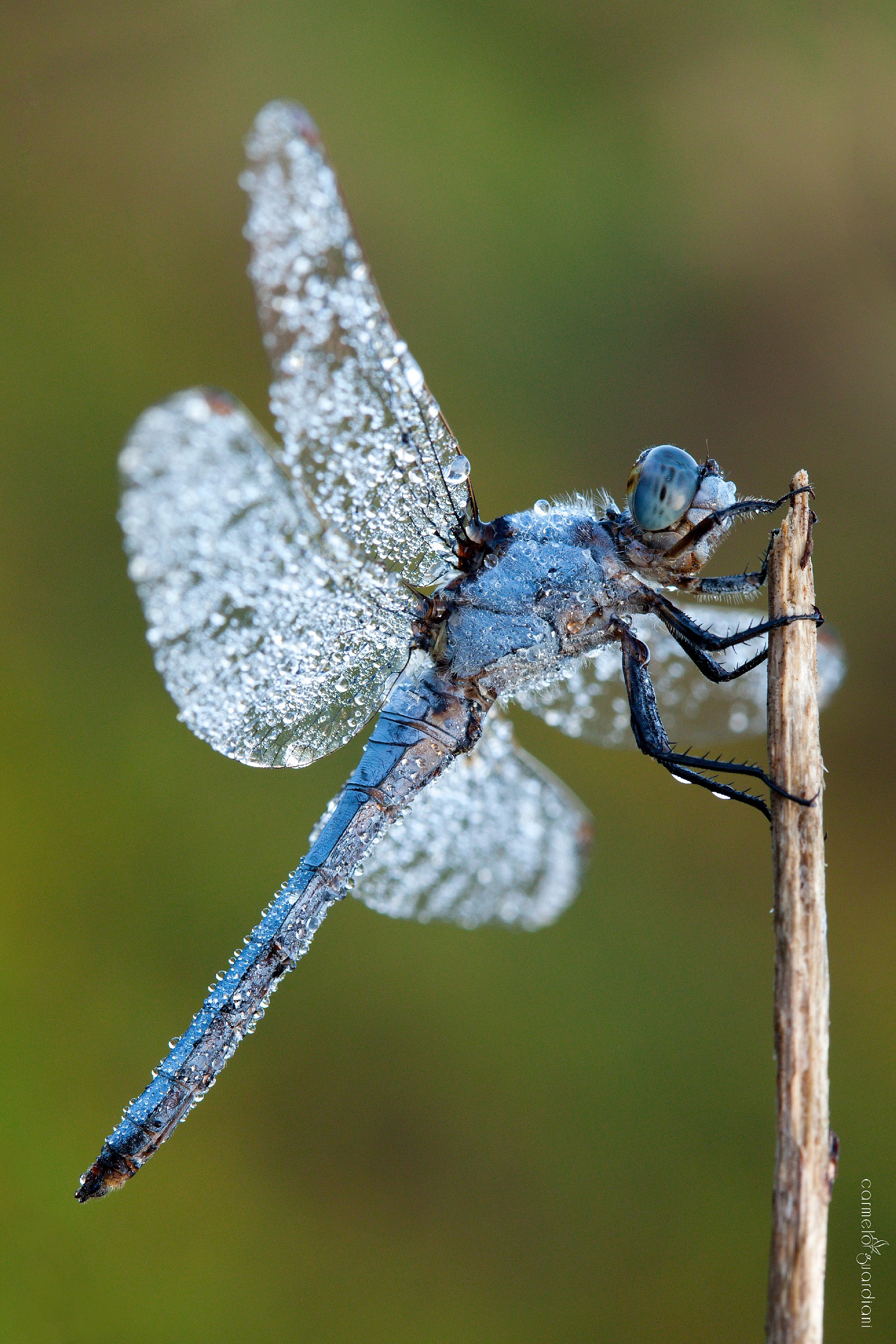 Orthetrum brunneum