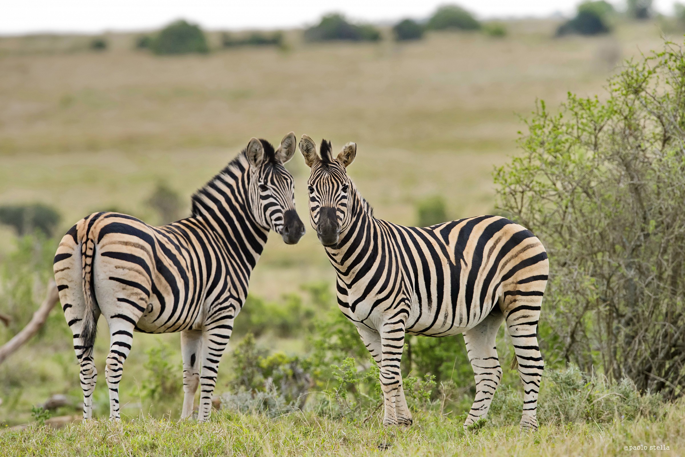 Burchell's Zebra (Equus quagga burchellii)