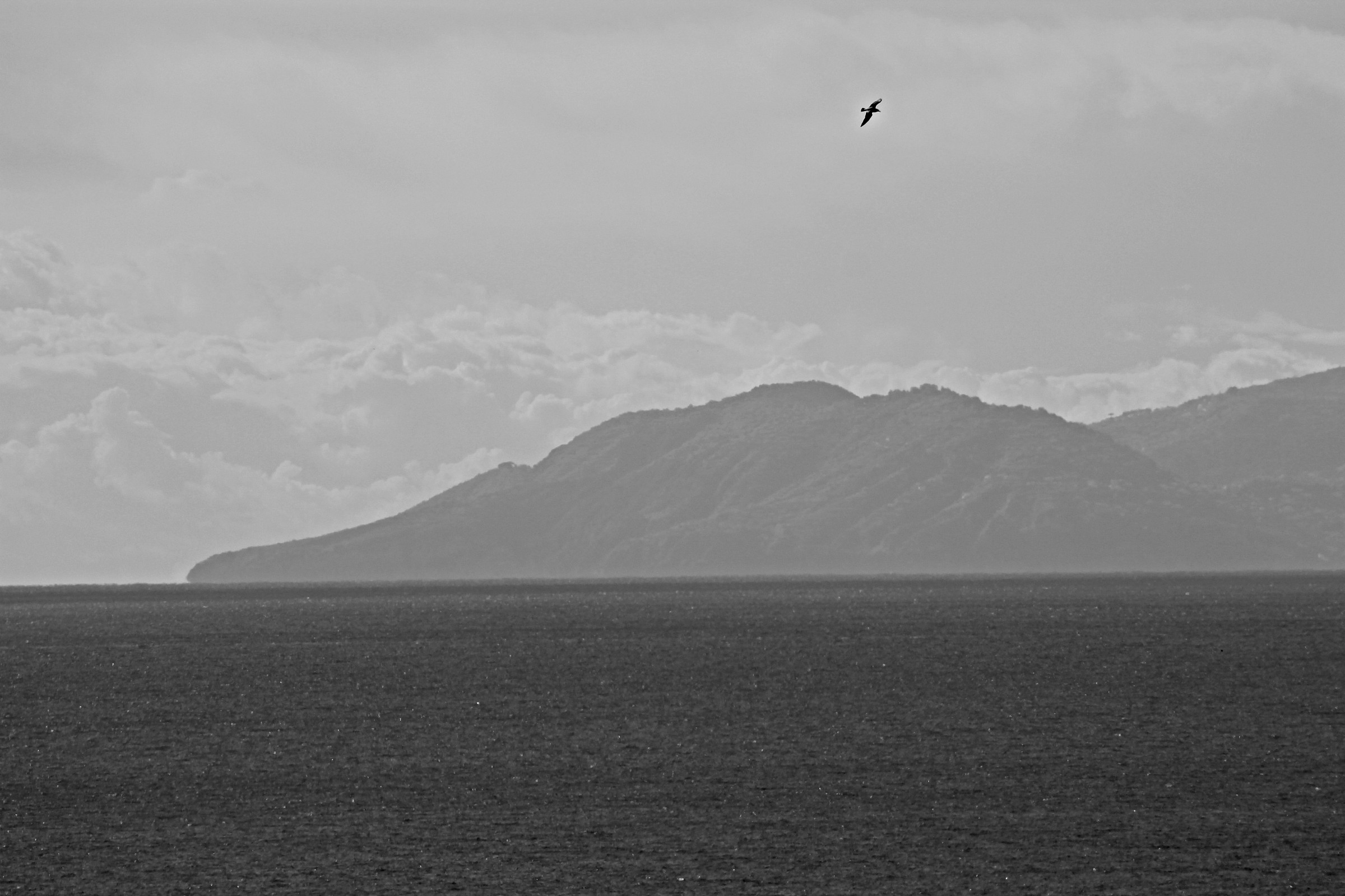 Seagull on the Gulf of Naples