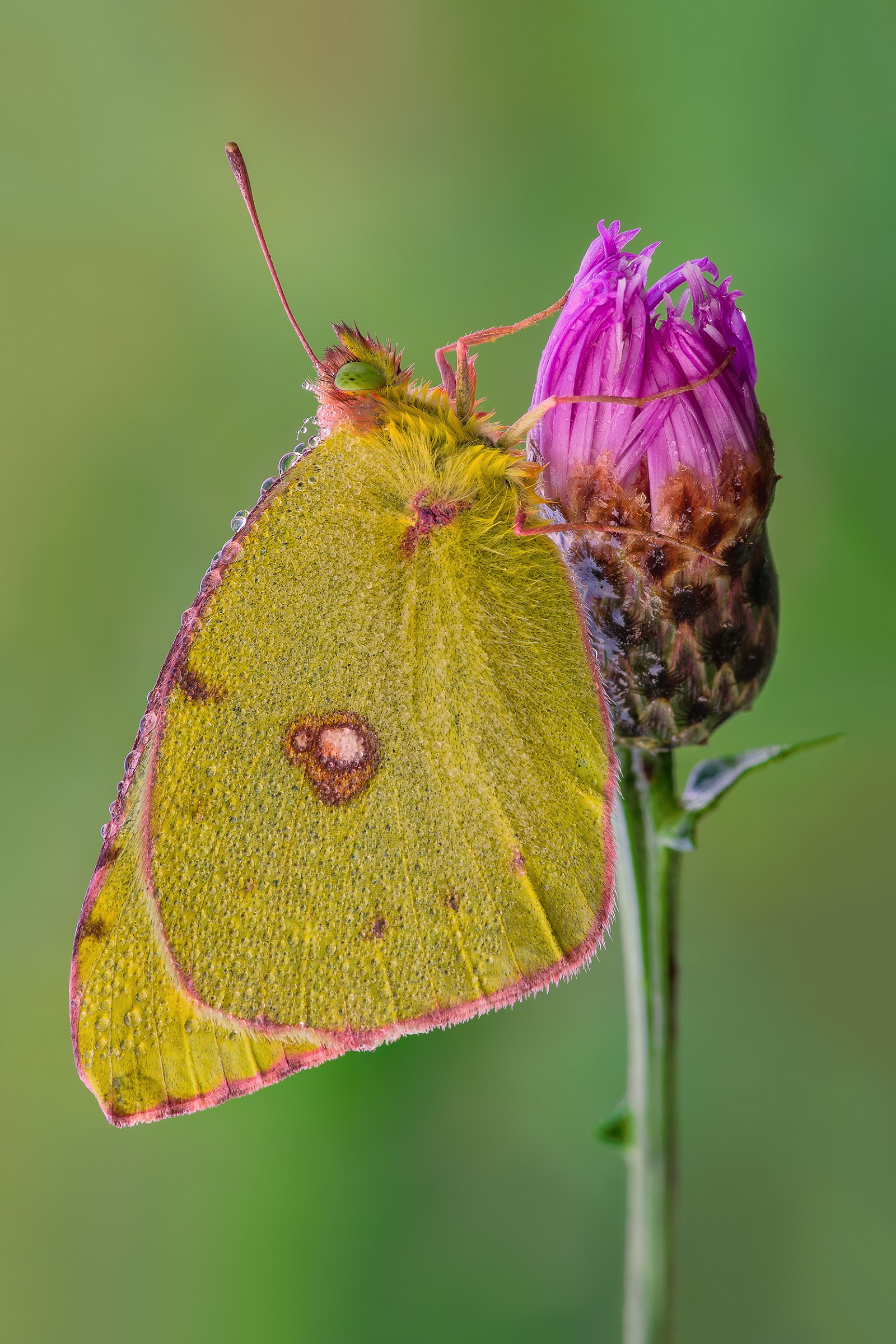 Colias crocea